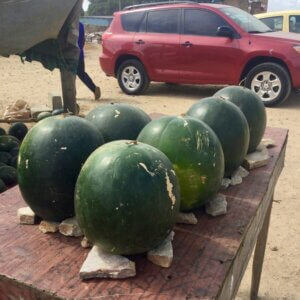 Watermelon Wholesale